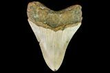 Fossil Megalodon Tooth - North Carolina #109877-2